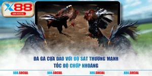  Đá Gà Cựa Dao Với Độ Sát Thương Mạnh & Tốc Độ Chớp Nhoáng